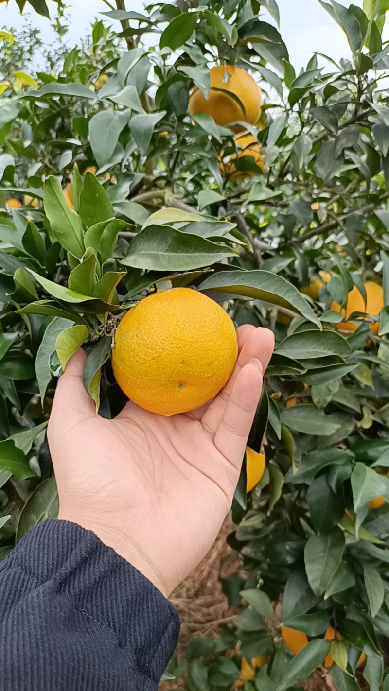 爱媛果冻橙