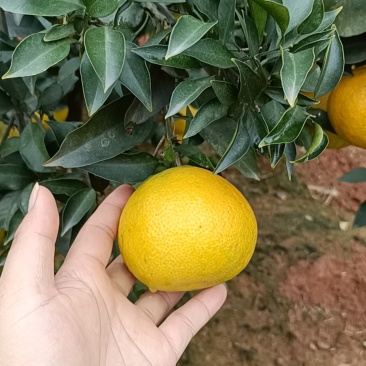 爱媛果冻橙