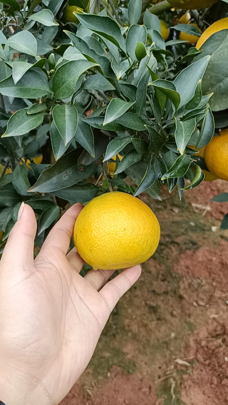 爱媛果冻橙