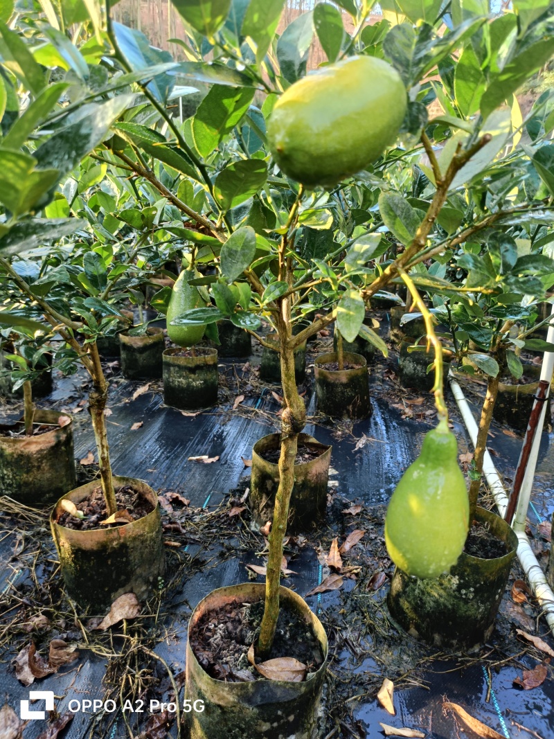 柠檬苗无籽香水柠檬苗广西基地直发保质保量供货规格齐全