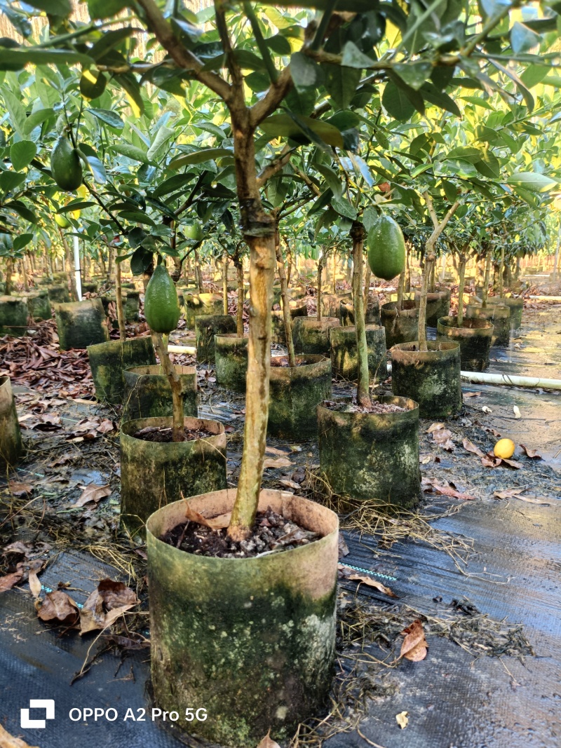 柠檬苗无籽香水柠檬苗广西基地直发保质保量供货规格齐全