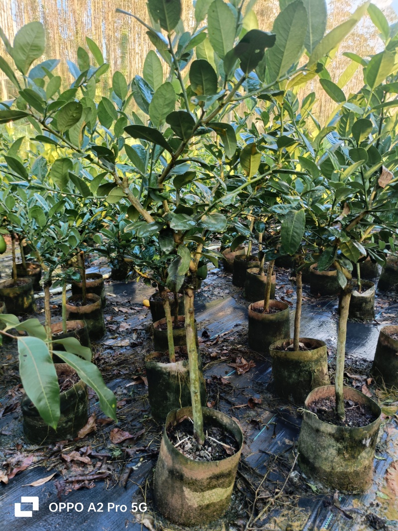 柠檬苗无籽香水柠檬苗广西基地直发保质保量供货规格齐全