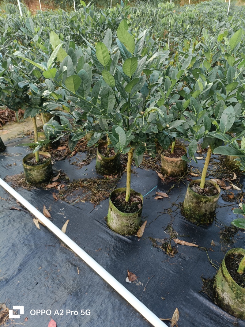 柠檬苗无籽香水柠檬苗广西基地直发保质保量供货规格齐全