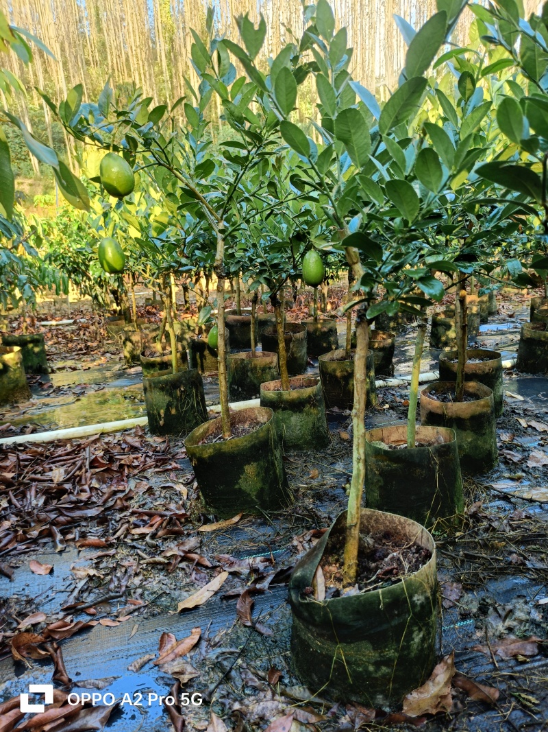 柠檬苗无籽香水柠檬苗广西基地直发保质保量供货规格齐全