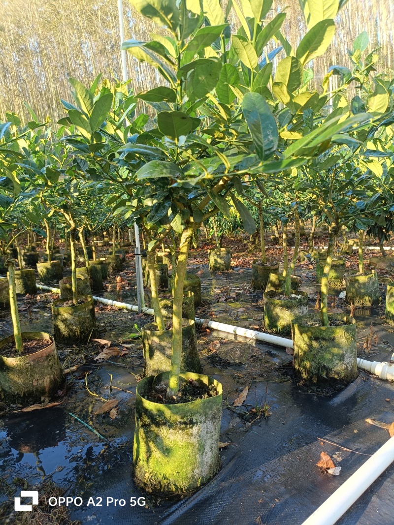 柠檬苗无籽香水柠檬苗广西基地直发保质保量供货规格齐全