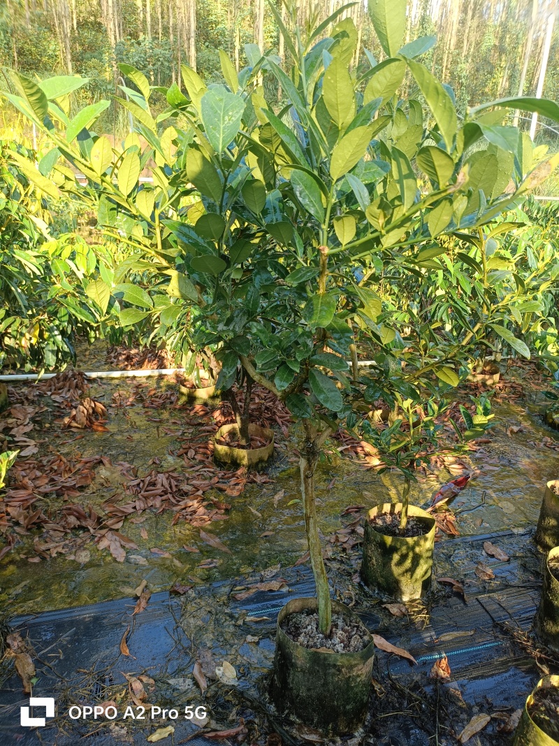 柠檬苗无籽香水柠檬苗广西基地直发保质保量供货规格齐全