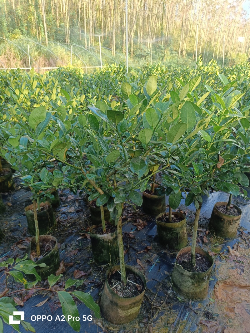 柠檬苗无籽香水柠檬苗广西基地直发保质保量供货规格齐全