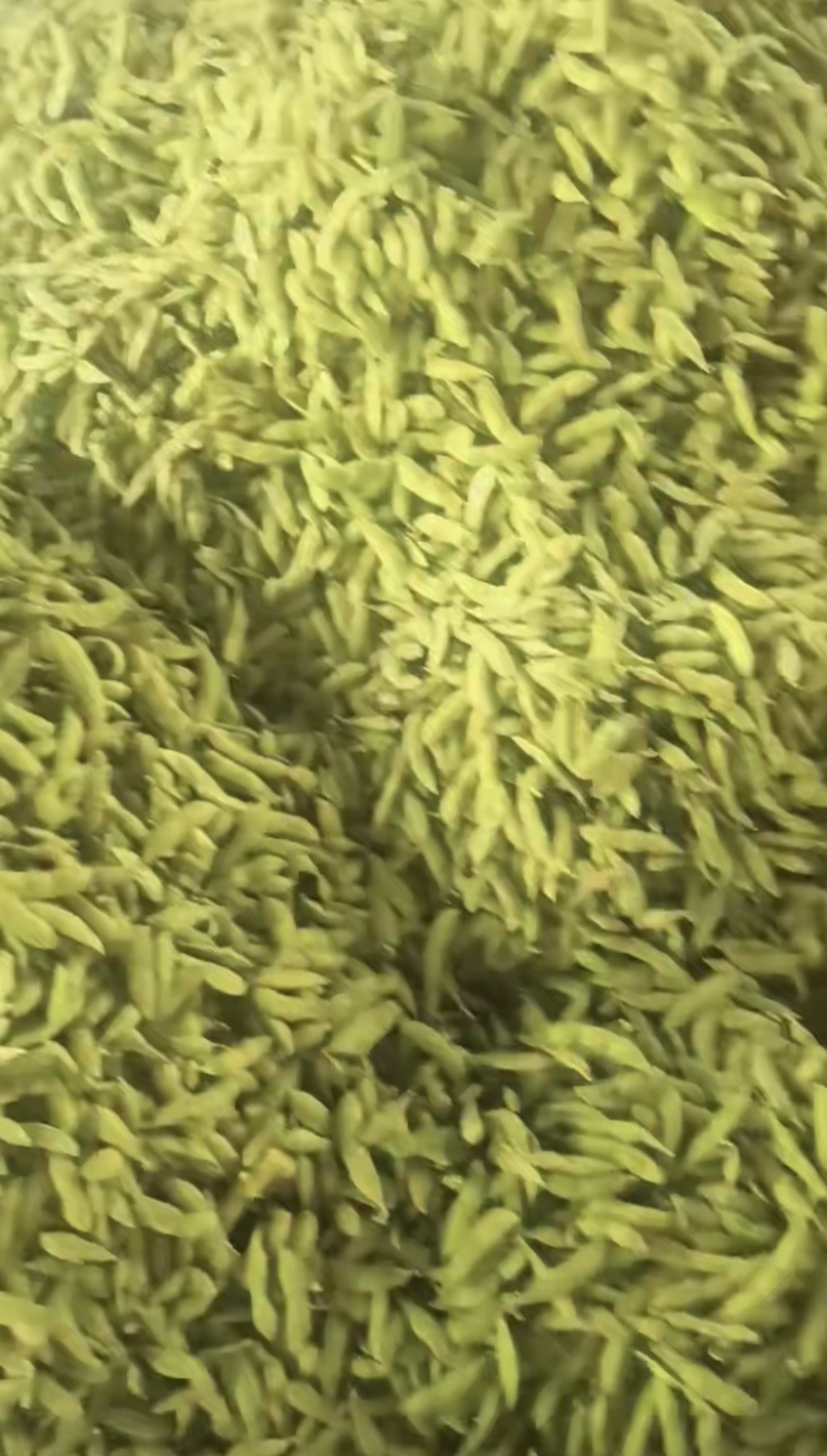安徽高山精品大青豆毛豆色泽翠绿大量上市欢迎来电