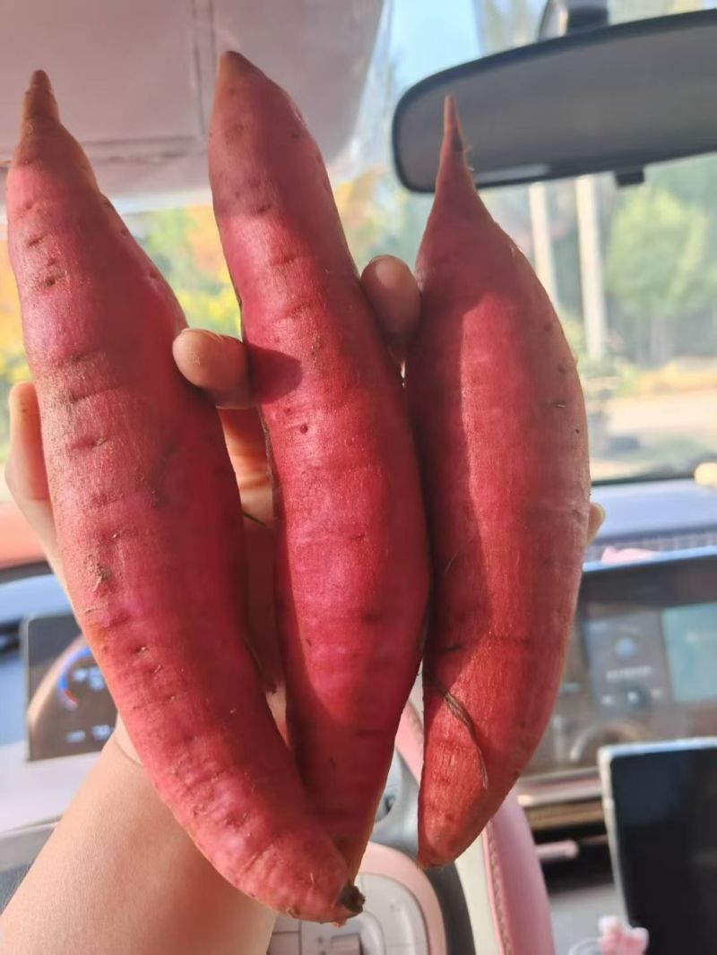 纯沙地西瓜红