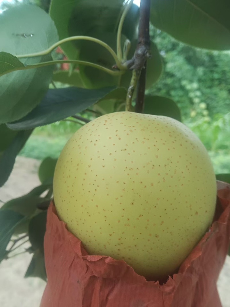 自家头茬皇冠