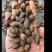 正宗好连翘长期有货不怕断24小时在线服务随时待命