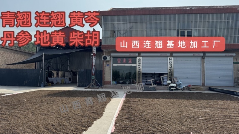正宗好连翘长期有货不怕断24小时在线服务随时待命