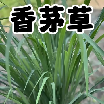 产地直发，支持一件代发量大管够