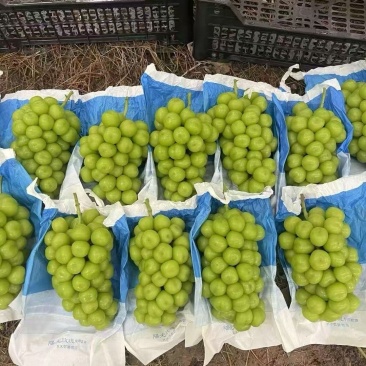 阳光玫瑰