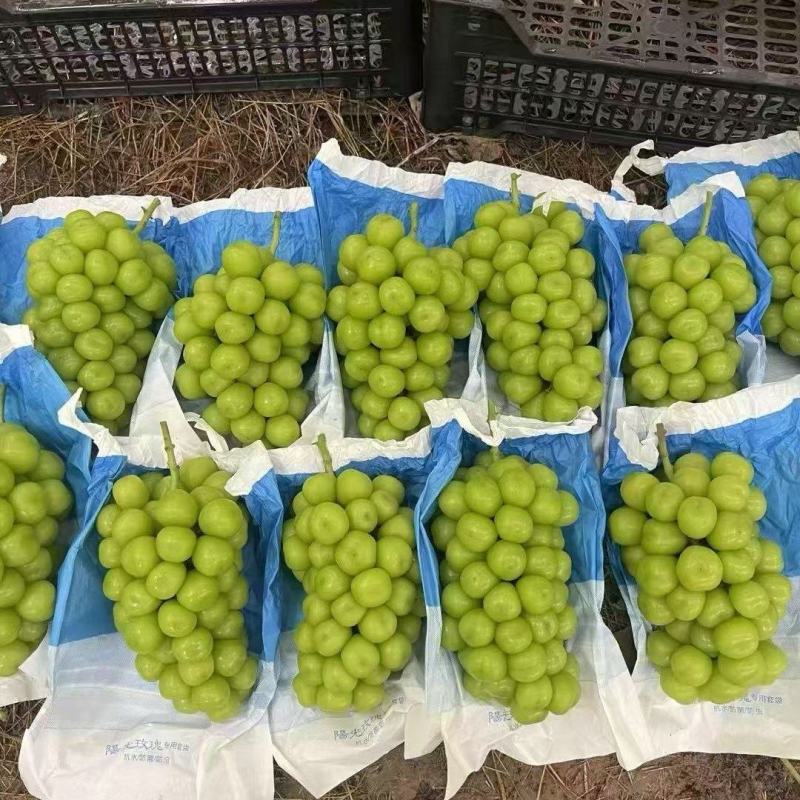 阳光玫瑰
