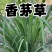 产地直发，支持一件代发量大管够