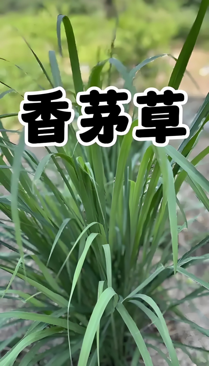 产地直发，支持一件代发量大管够