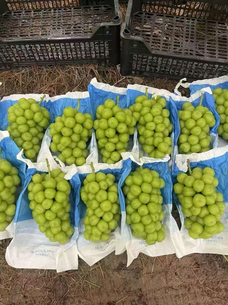 阳光玫瑰