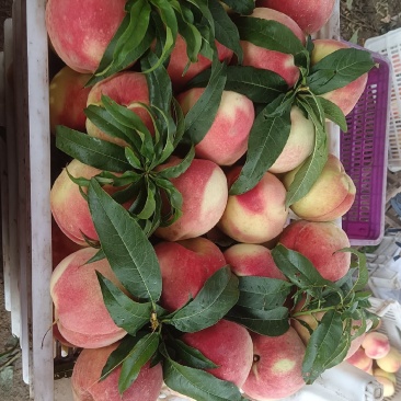 正宗蒙阴蜜桃