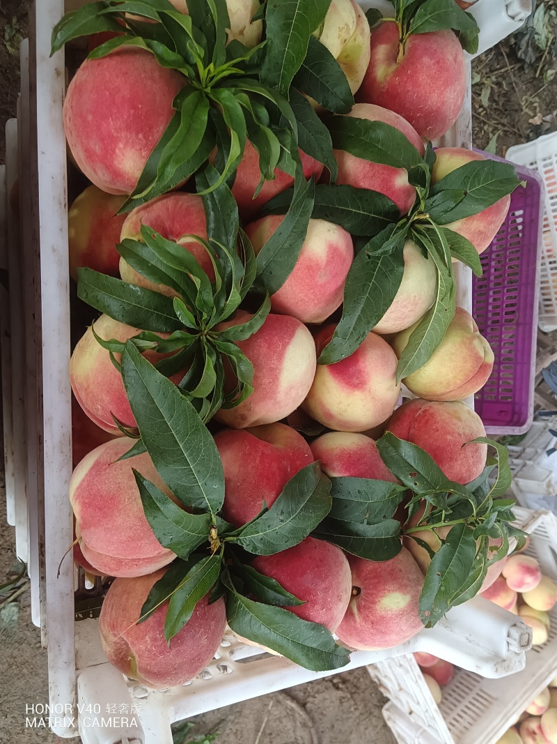 正宗蒙阴蜜桃
