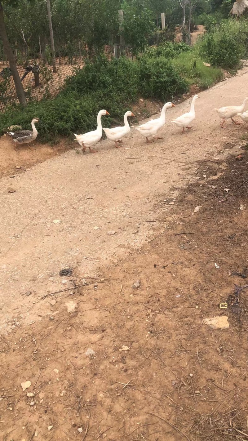 散养大笨鹅