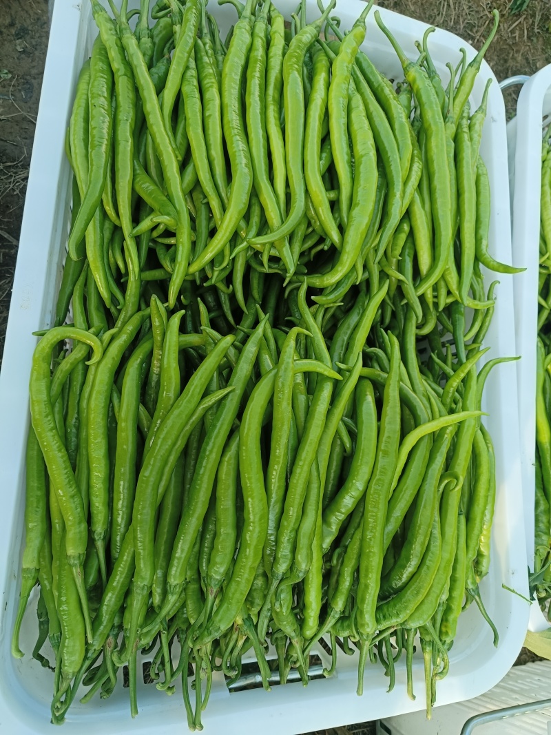 线椒，小米椒，螺丝椒
