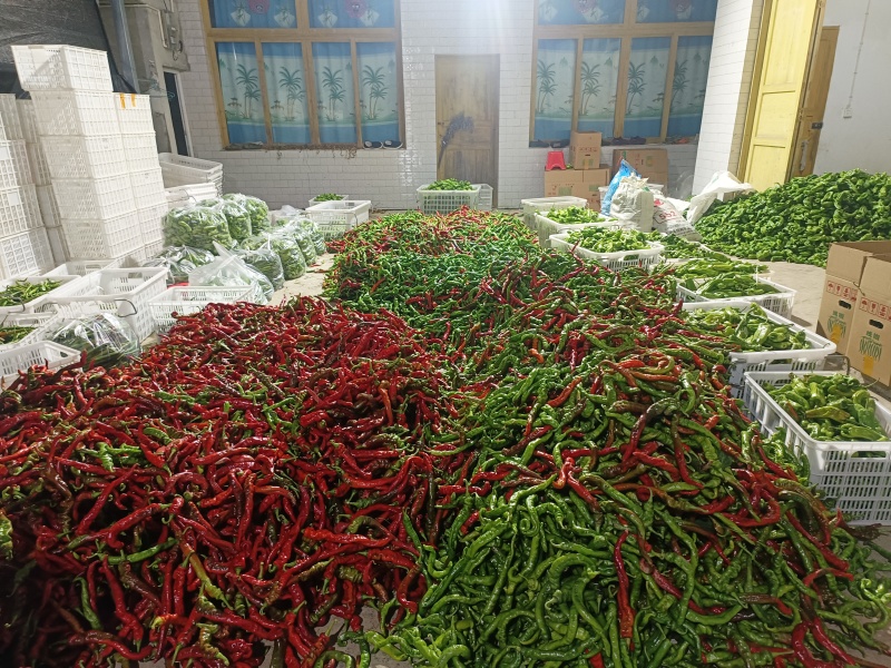 线椒，小米椒，螺丝椒