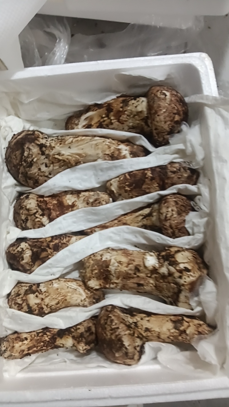 今天的鲜松茸产地一手货源诚信合作量大从优欢迎来电