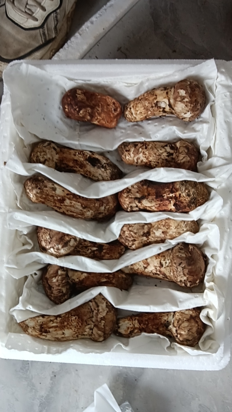 今天的鲜松茸产地一手货源诚信合作量大从优欢迎来电