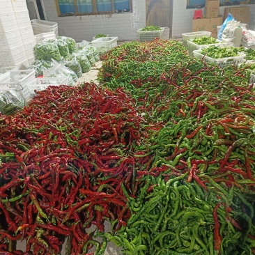 线椒，小米椒，螺丝椒