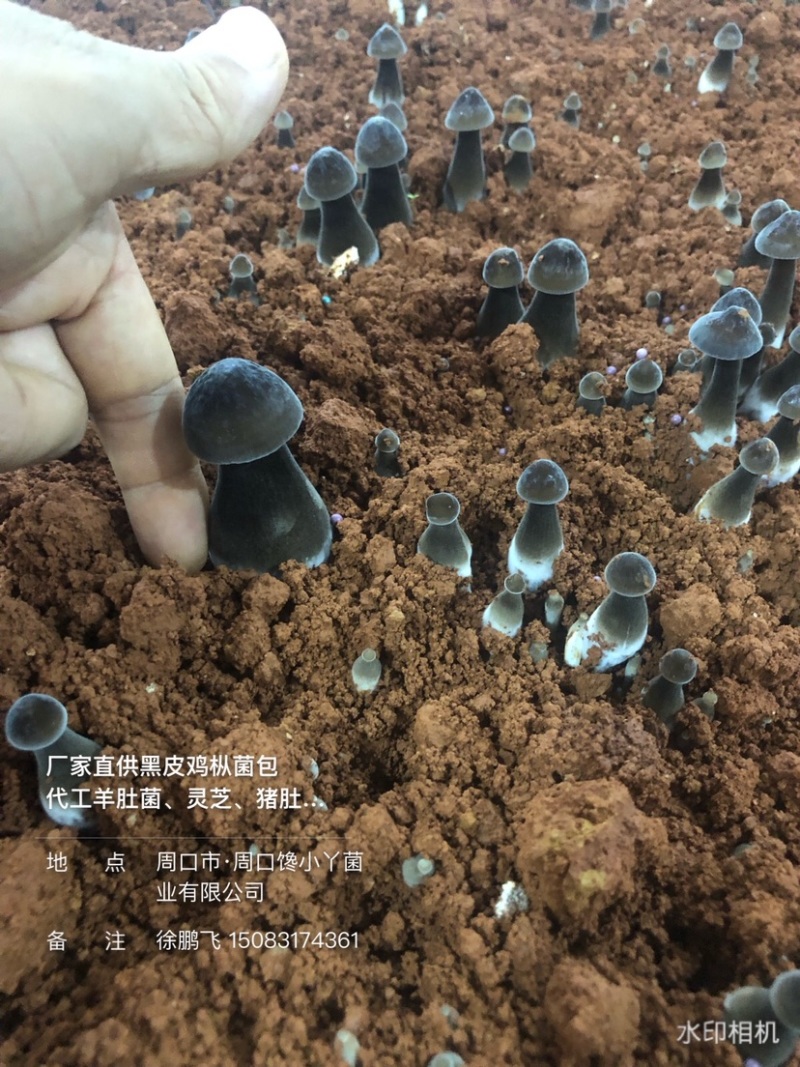 厂家直供85天菌龄黑皮鸡枞菌种菌包，出菇稳定，多优质菇
