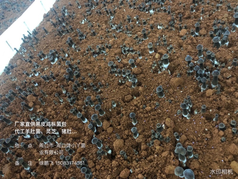 厂家直供85天菌龄黑皮鸡枞菌种菌包，出菇稳定，多优质菇