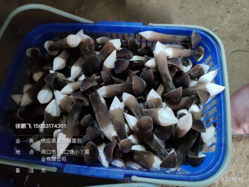厂家直供85天菌龄黑皮鸡枞菌种菌包，出菇稳定，多优质菇