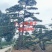 自然园林景观松基地，精品造型油松，造型黑松，基地直供