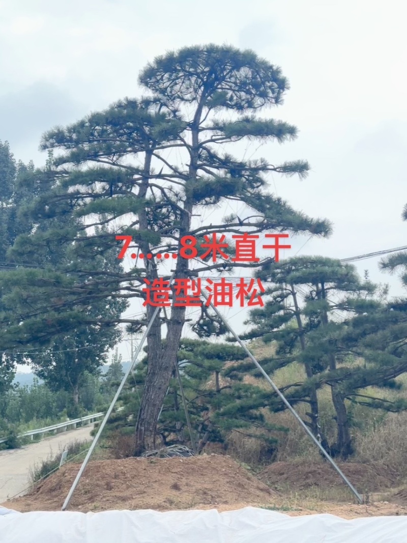 自然园林景观松基地，精品造型油松，造型黑松，基地直供