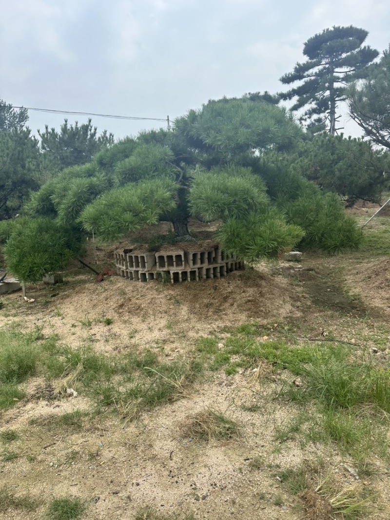 自然园林景观松基地，精品造型油松，造型黑松，基地直供
