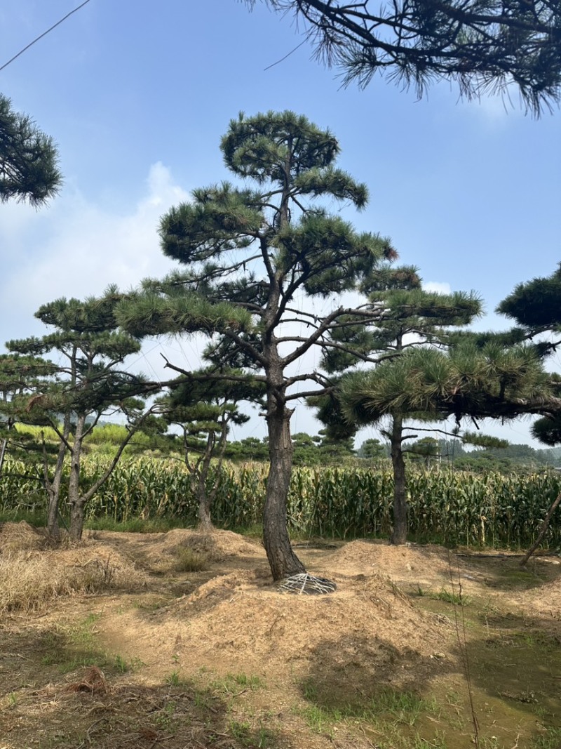 自然园林景观松基地，精品造型油松，造型黑松，基地直供