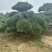 自然园林景观松基地，精品造型油松，造型黑松，基地直供