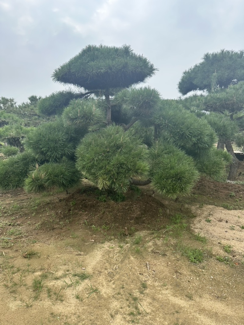 自然园林景观松基地，精品造型油松，造型黑松，基地直供