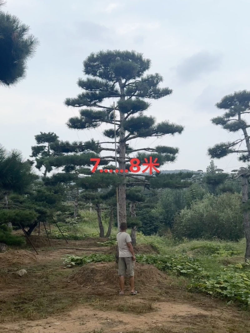 自然园林景观松基地，精品造型油松，造型黑松，基地直供