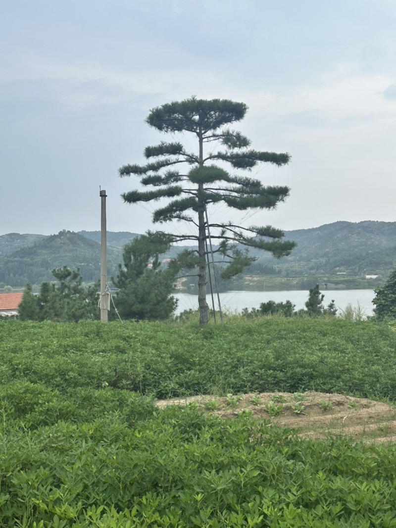 自然园林景观松基地，精品造型油松，造型黑松，基地直供