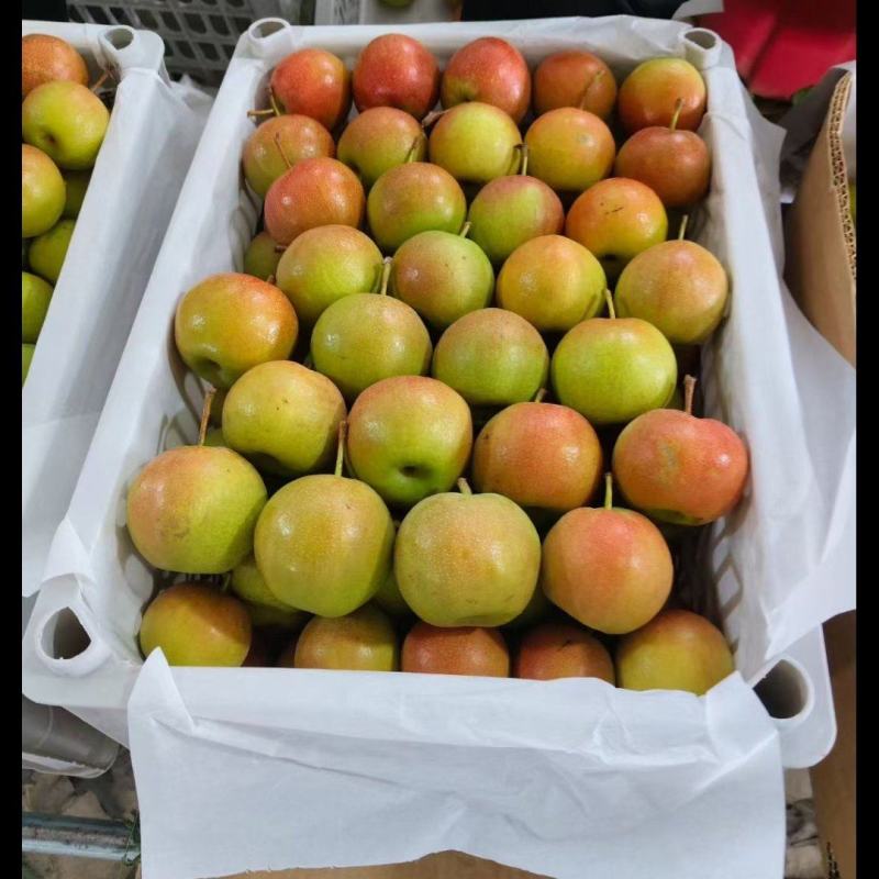 精品南果梨
