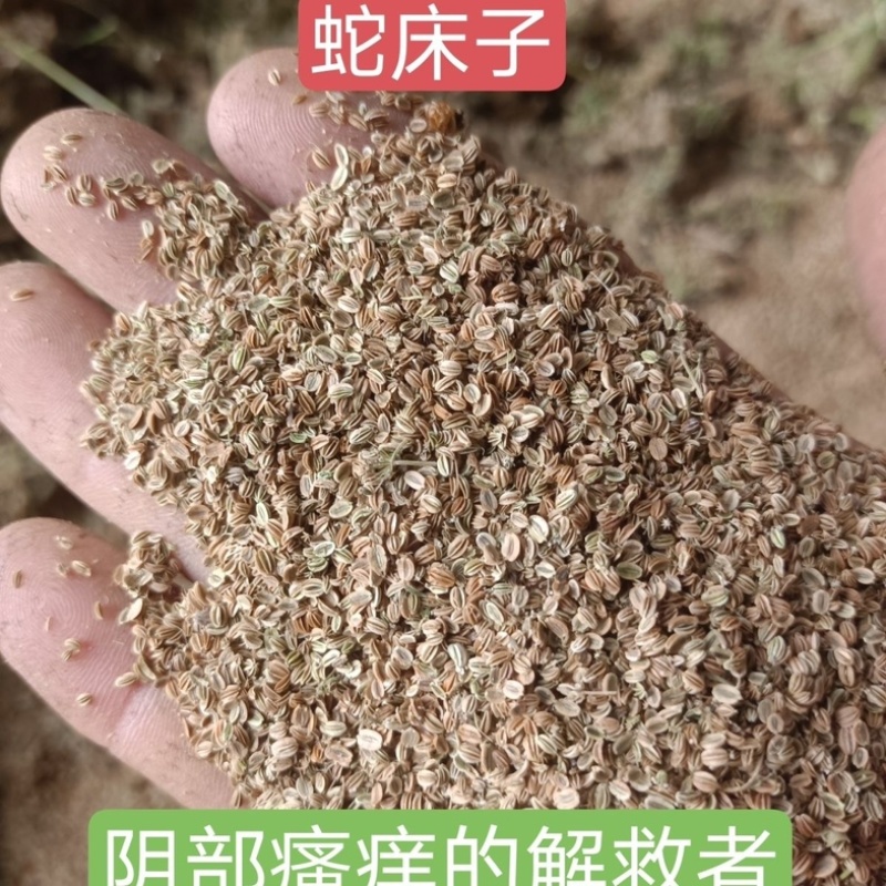 蛇床子今年新货纯野生手工采摘颗粒饱满批发零售