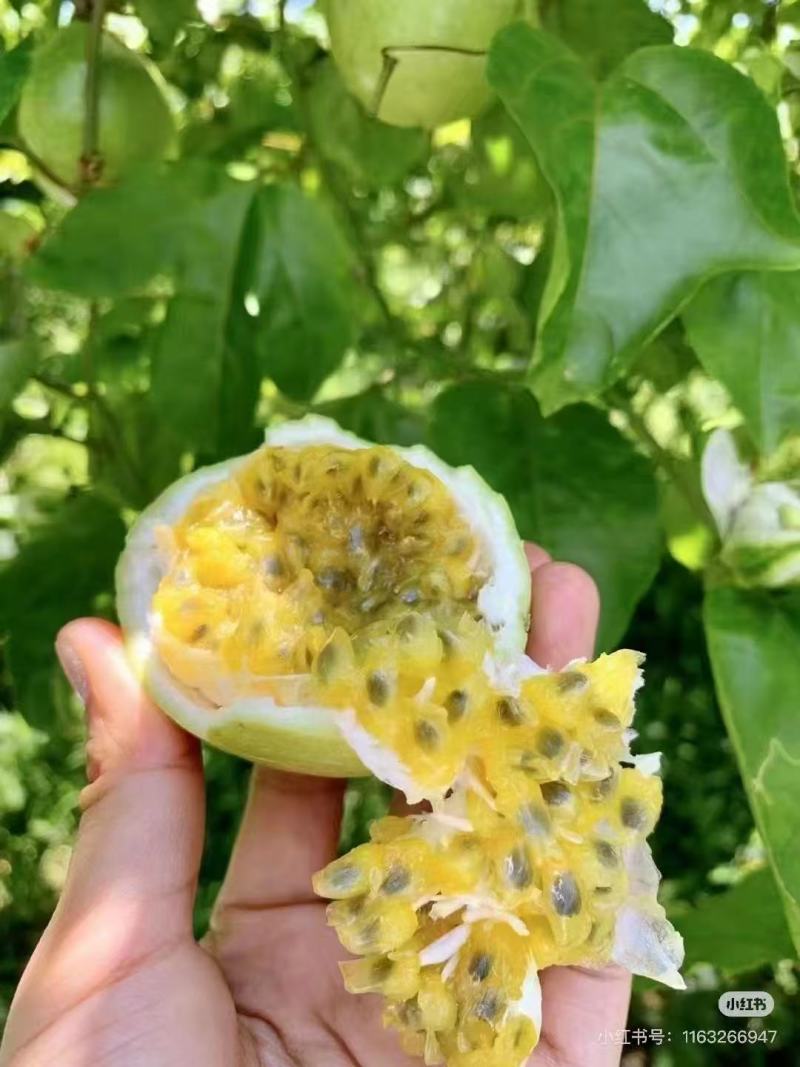 武夷山塔顶百香果