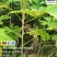 大通草苗四川中药材种植基地专业种植技术包回收