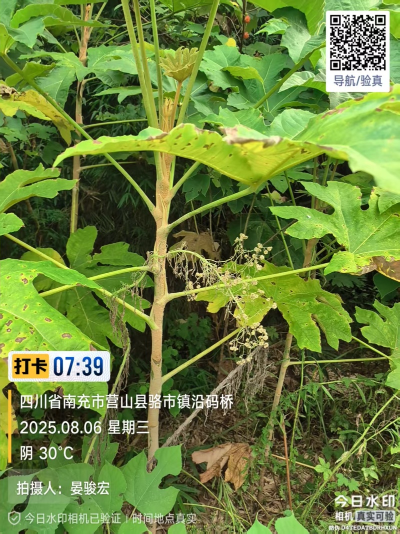 大通草苗四川中药材种植基地专业种植技术包回收