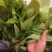 黄栀子苗四川中药材种植基地药栀子种植基地一手货源