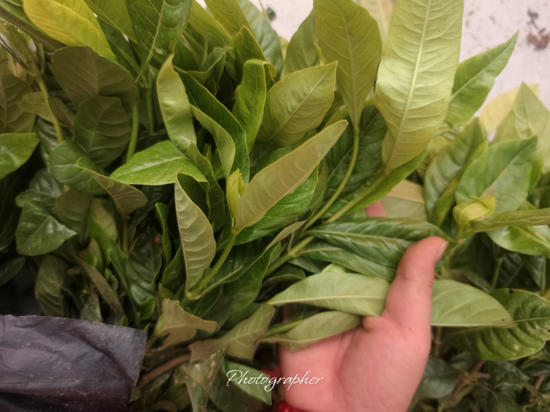 黄栀子苗四川中药材种植基地药栀子种植基地一手货源
