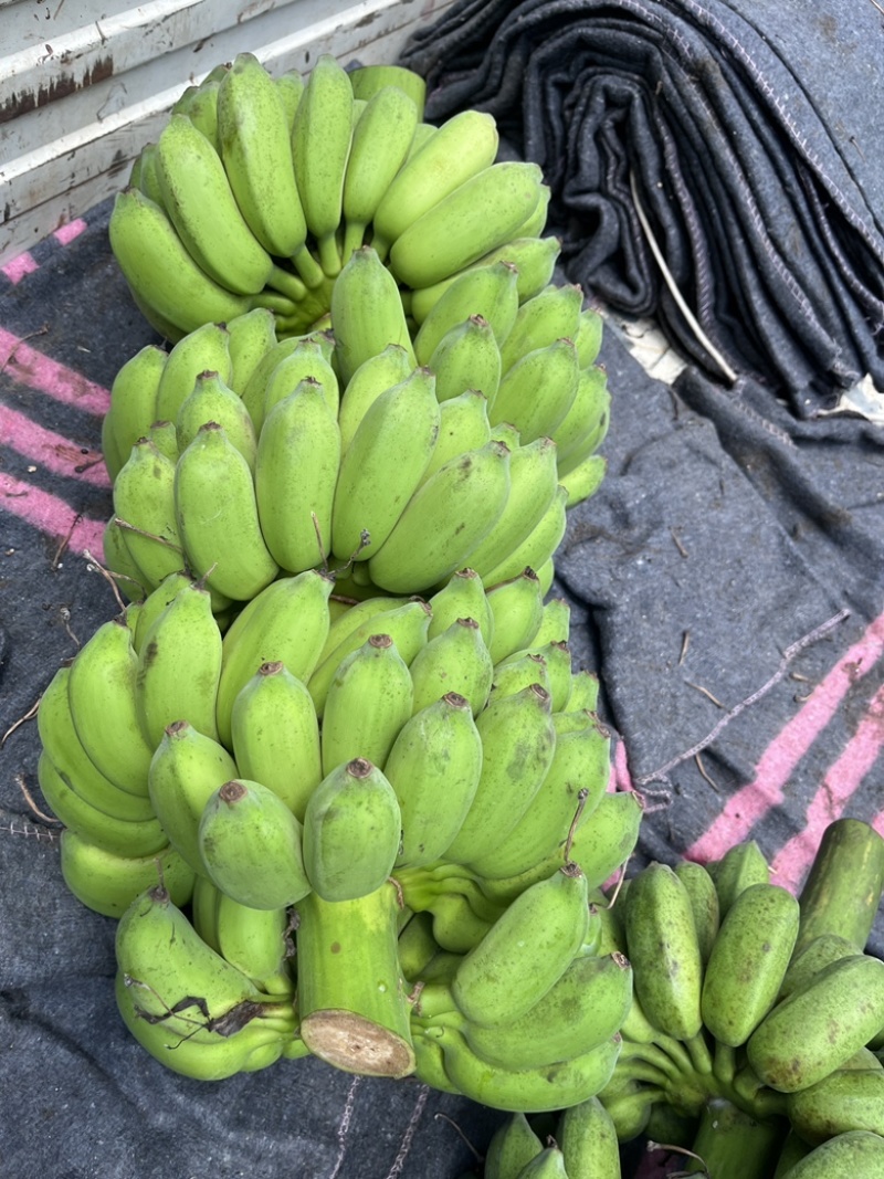广西本地香蕉小米蕉