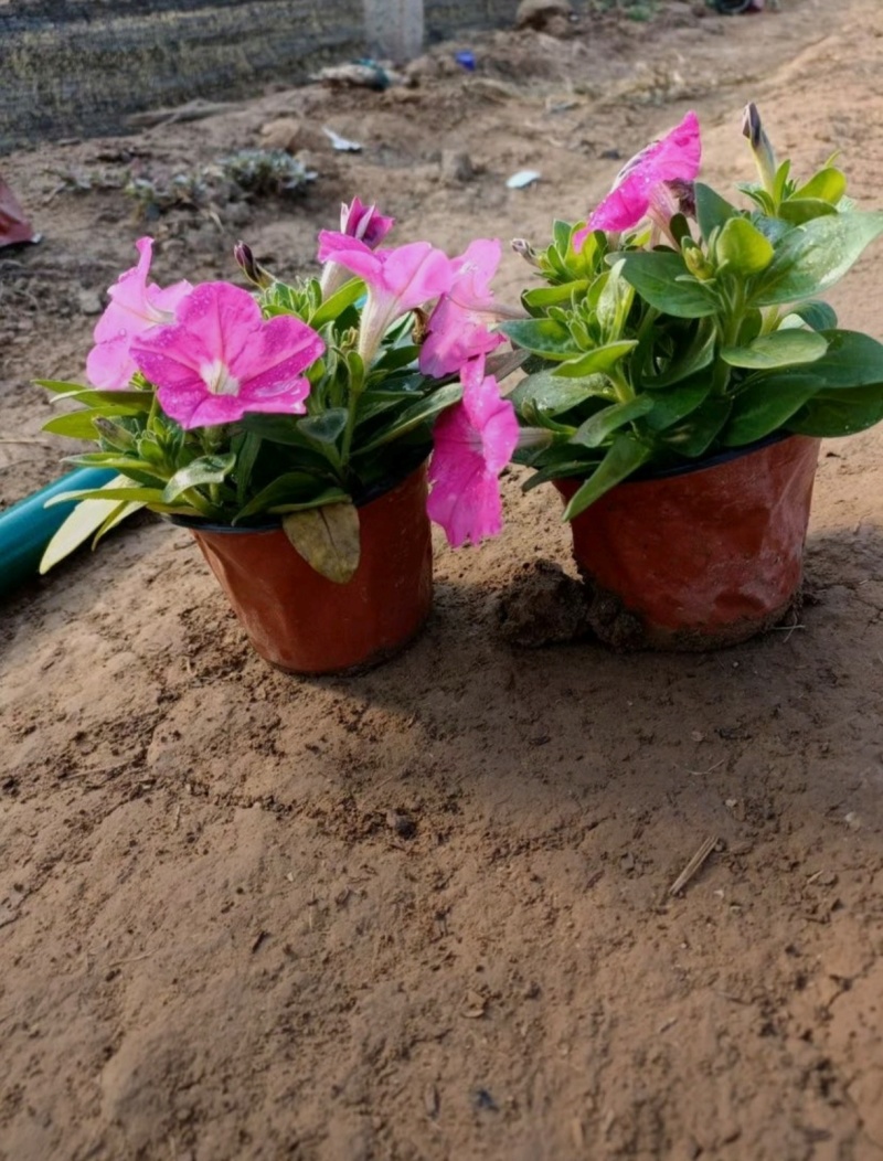 基地大量出售高15厘米牵牛花